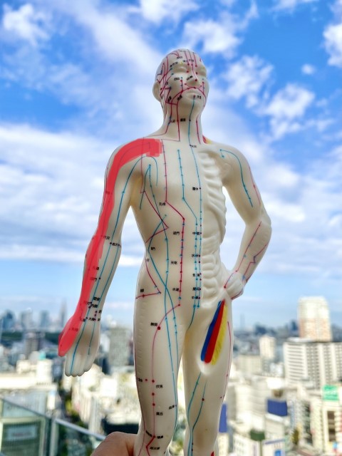 肺経：肺の経絡 右腕の赤いマーカーの所